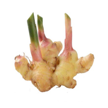 Chinese Fresh Ginger Export